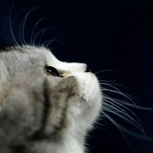 娱乐吃瓜酱神仙猫