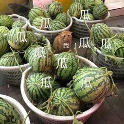 娱乐吃瓜的瓜哪里来的,探寻网络热词背后的故事