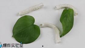 娱乐吃瓜酱蚕宝宝