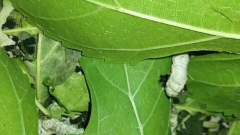 娱乐吃瓜酱蚕宝宝