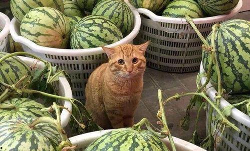 娱乐吃瓜酱蚕宝宝